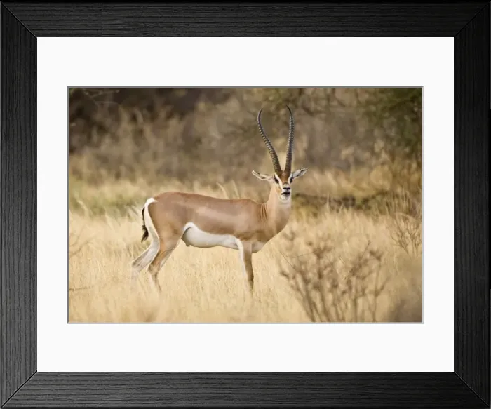 Framed Print : Africa, Kenya Framed Print : Africa, Kenya