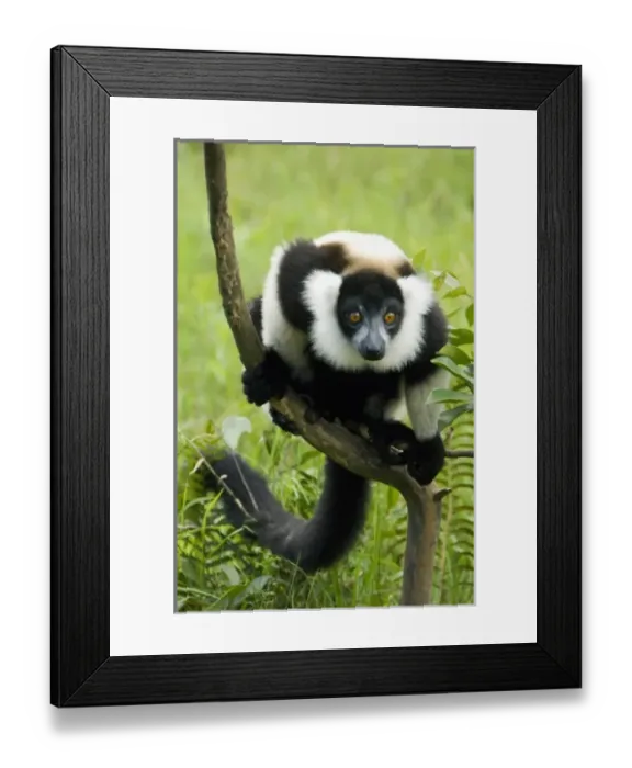 Framed Print : Black and White Ruffed Lemur, (Varecia variegata), Captive, Madagascar Framed Print : Black and White Ruffed Lemur, (Varecia variegata), Captive, Madagascar