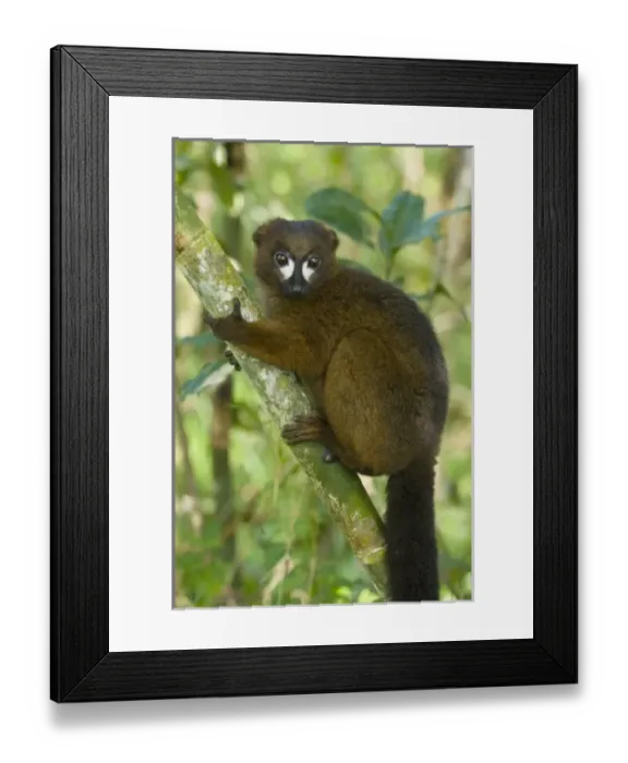 Framed Print : Red-bellied Lemur, (Eulemur rubriventer), Male, WILD, Mantadia National Park Madagascar Framed Print : Red-bellied Lemur, (Eulemur rubriventer), Male, WILD, Mantadia National Park Madagascar