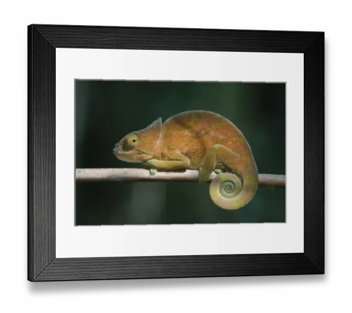 Framed Print : Parsons Chameleon, (Calumma parsoni), Female; Perinet Reserve, Madagascar Framed Print : Parsons Chameleon, (Calumma parsoni), Female; Perinet Reserve, Madagascar