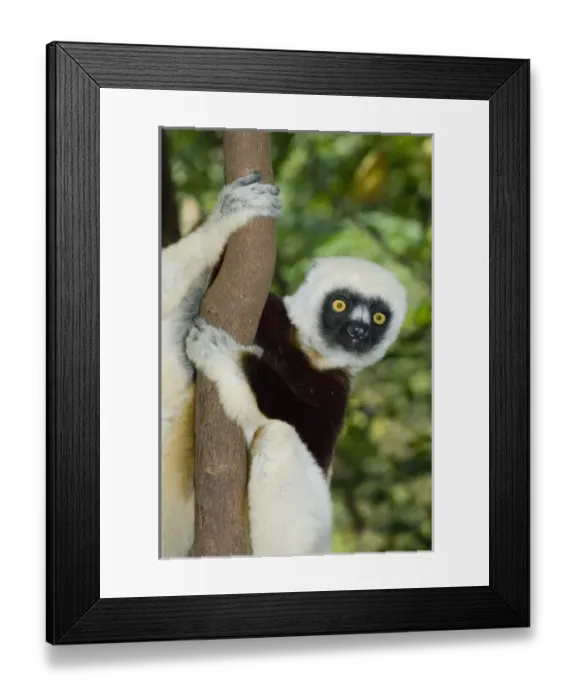 Framed Print : Africa, Madagascar Framed Print : Africa, Madagascar