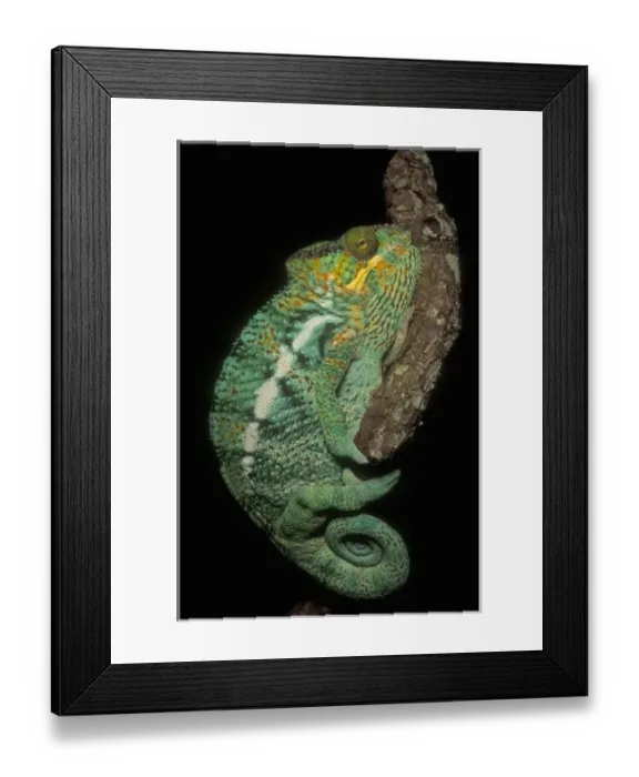 Framed Print : Panther Chameleon, (Furcifer pardalis), male, MADAGASCAR Framed Print : Panther Chameleon, (Furcifer pardalis), male, MADAGASCAR