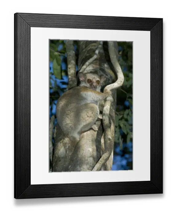 Framed Print : Africa, Madagascar Framed Print : Africa, Madagascar