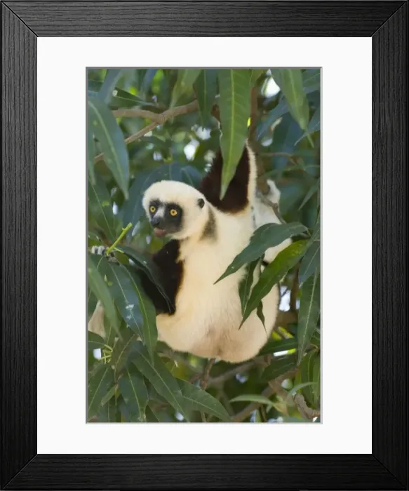 Framed Print : Coquerels Sifaka, (Propithecus coquereli), wild, Ampijoroa, Madagascar Framed Print : Coquerels Sifaka, (Propithecus coquereli), wild, Ampijoroa, Madagascar