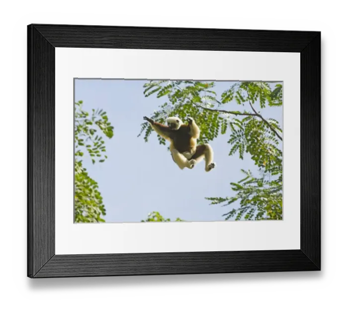 Framed Print : Coquerels Sifaka jumping, (Propithecus coquereli), with baby, Ampijoroa Forest Framed Print : Coquerels Sifaka jumping, (Propithecus coquereli), with baby, Ampijoroa Forest