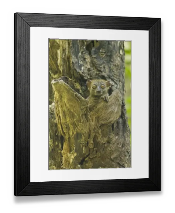Framed Print : Africa, Madagascar Framed Print : Africa, Madagascar
