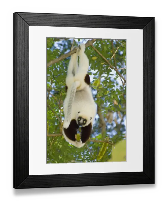 Framed Print : Africa, Madagascar Framed Print : Africa, Madagascar