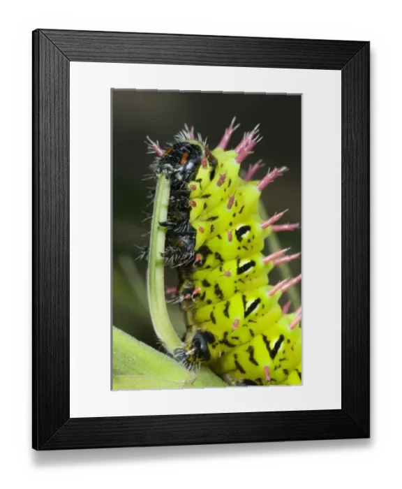 Framed Print : Africa, Madagascar Framed Print : Africa, Madagascar