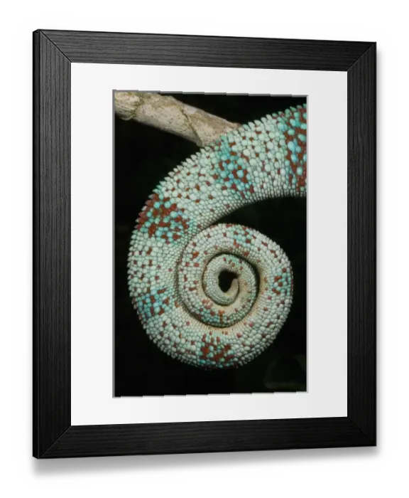 Framed Print : Panther Chameleon, (Furcifer pardalis), Male, western Madagascar Framed Print : Panther Chameleon, (Furcifer pardalis), Male, western Madagascar