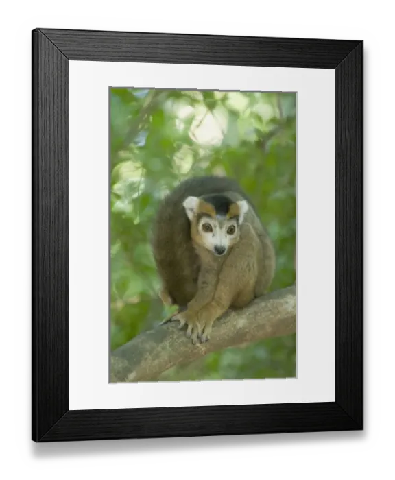 Framed Print : Crowned Lemur, (Eulemur coronatus), Male, Ankarana National Park, Madagascar