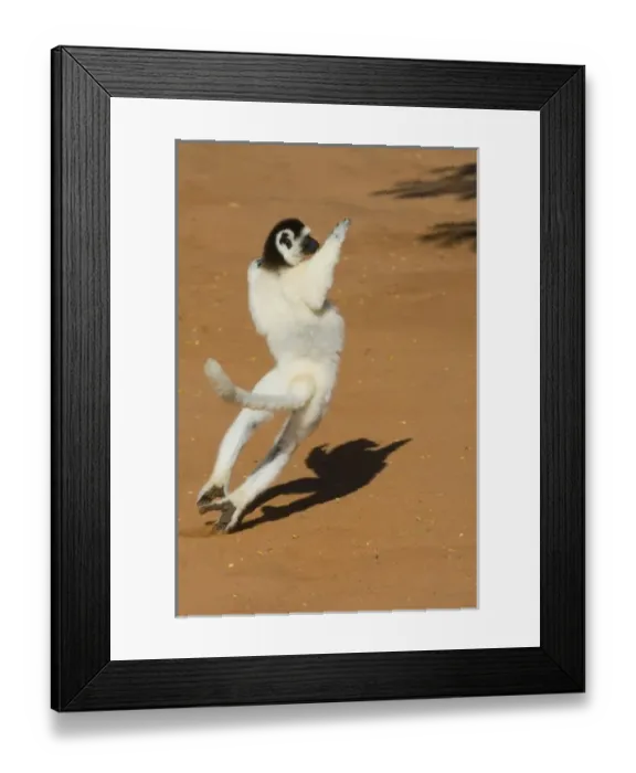 Framed Print : Verreauxs Sifaka, (Propithecus verreauxi), Berenty Reserve, Madagascar