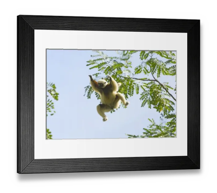 Framed Print : Coquerels Sifaka jumping, (Propithecus coquereli), wild, Ampijoroa Forest, Madagascar Framed Print : Coquerels Sifaka jumping, (Propithecus coquereli), wild, Ampijoroa Forest, Madagascar