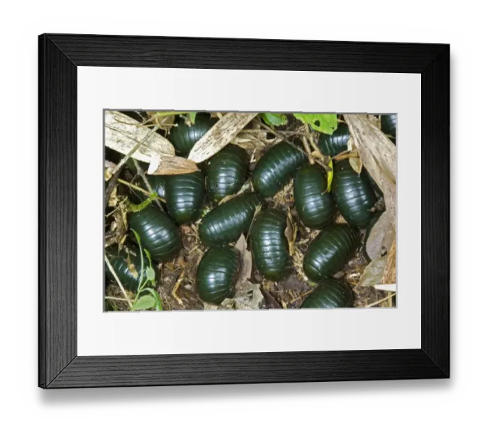Framed Print : Africa, Madagascar Framed Print : Africa, Madagascar