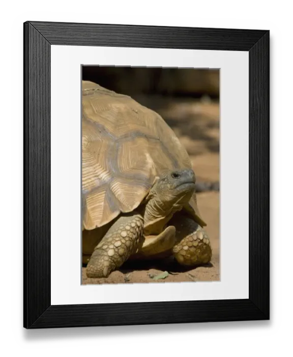 Framed Print : Africa, Madagascar Framed Print : Africa, Madagascar
