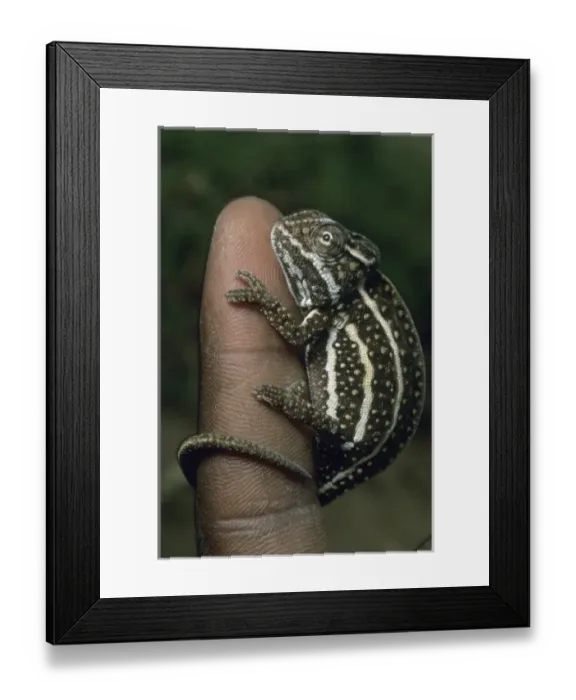 Framed Print : Chameleon, (Furcifer campani), Central Madagascar