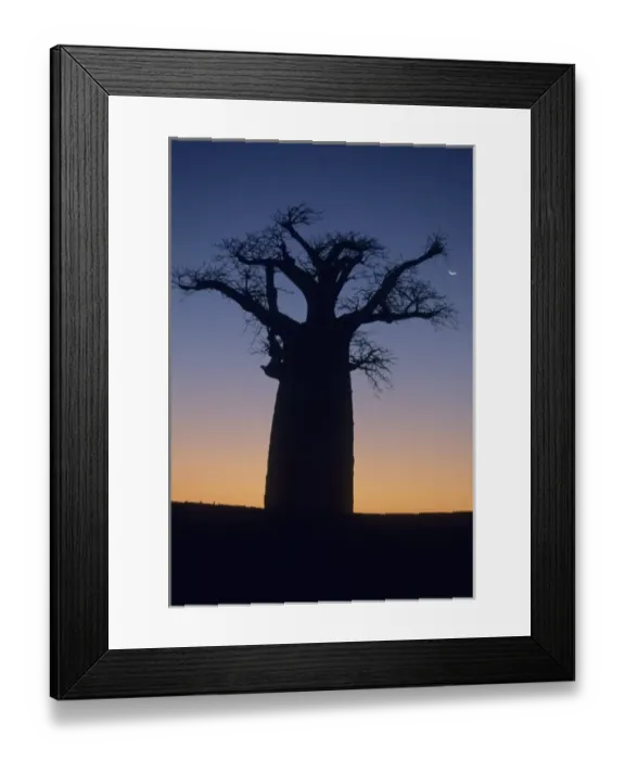 Framed Print : Baobab Tree, (Adansonia sp. ), at sunset with moon, near Berenty Reserve, Southern Madagascar