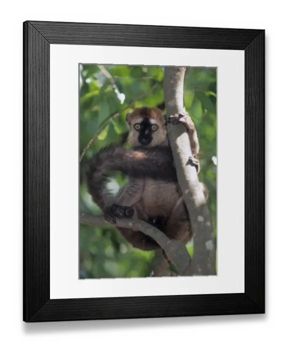 Framed Print : Brown Red-fronted Lemur, (Eulemur fulvus rufus), male in Dry Forest, SW Madagascar Framed Print : Brown Red-fronted Lemur, (Eulemur fulvus rufus), male in Dry Forest, SW Madagascar