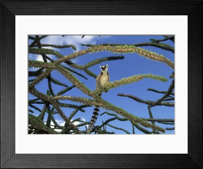 Framed Print : Ring-tailed Lemur, (Lemur catta), in Octopus Tree, feeding on Didierceae, Spiny Forest Framed Print : Ring-tailed Lemur, (Lemur catta), in Octopus Tree, feeding on Didierceae, Spiny Forest