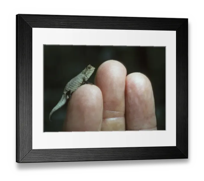 Framed Print : Pygmy Chameleon, (Brookesia peyrierasi), Nosy Magabe Reserve, NE Madagascar Framed Print : Pygmy Chameleon, (Brookesia peyrierasi), Nosy Magabe Reserve, NE Madagascar