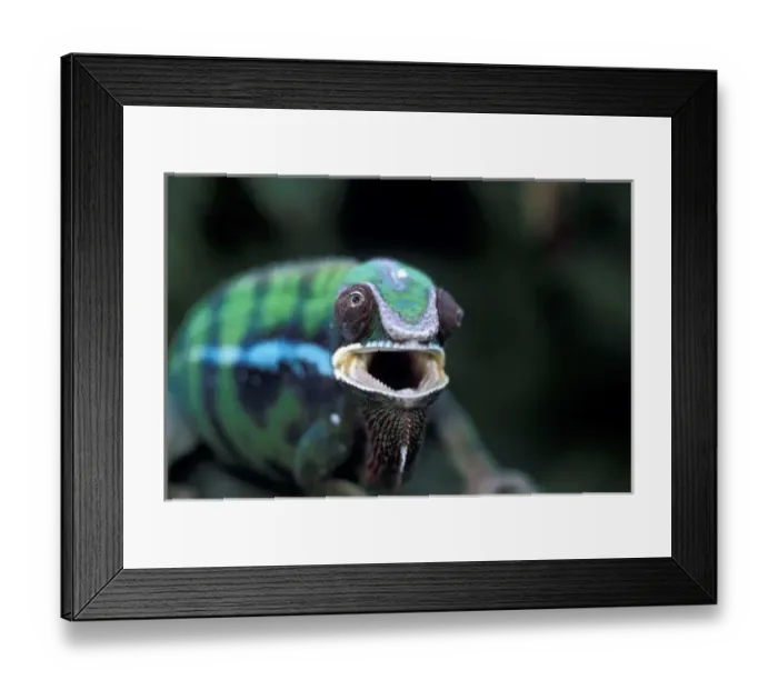 Framed Print : Africa, Madagascar. Redbar Panther Chameleon (Camaeleo pardalis)