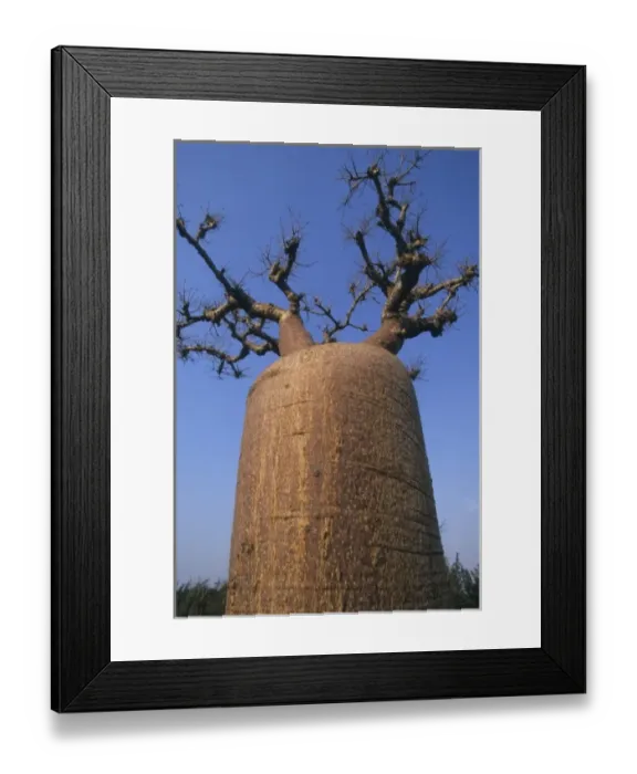 Framed Print : Baobab tree, (Adansonia rubrostipa), endemic, Spiny Forest region, SW Madagascar Framed Print : Baobab tree, (Adansonia rubrostipa), endemic, Spiny Forest region, SW Madagascar