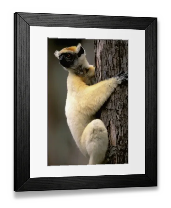 Framed Print : Africa, Madagascar Framed Print : Africa, Madagascar