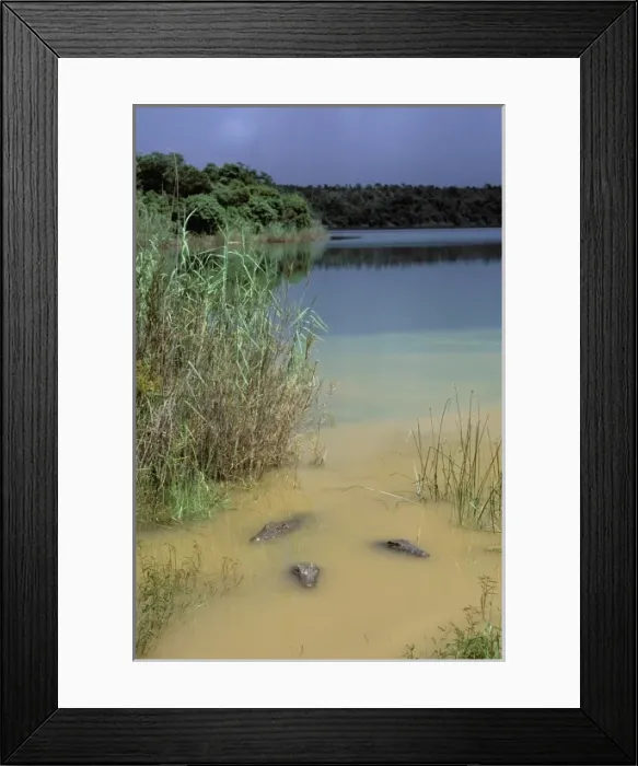 Framed Print : Africa, Madagascar, Ambilobe, Sacred Lake. Nile crocodiles (Crocodylus niloticus)