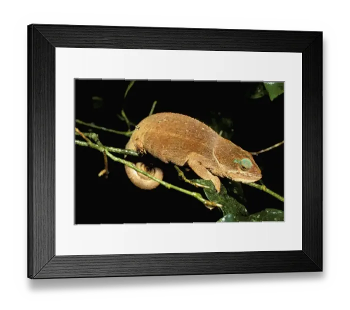 Framed Print : Africa, Madagascar Framed Print : Africa, Madagascar