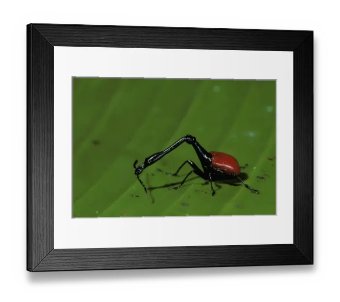 Framed Print : Africa, Madagascar, Perinet. Giraffe-necked weevil (Trachelophorus giraffa) Framed Print : Africa, Madagascar, Perinet. Giraffe-necked weevil (Trachelophorus giraffa)