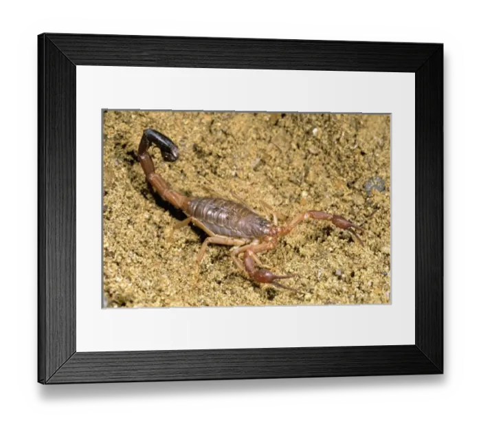Framed Print : Africa, Madagascar