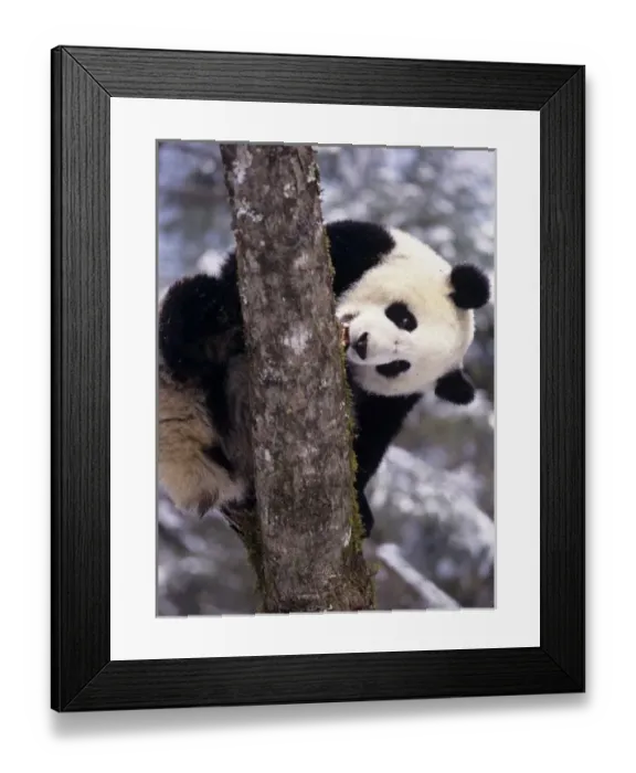 Framed Print : Asia, China, Sichuan Province. Giant Panda in winter snow at Wolong Nature Reserve Framed Print : Asia, China, Sichuan Province. Giant Panda in winter snow at Wolong Nature Reserve