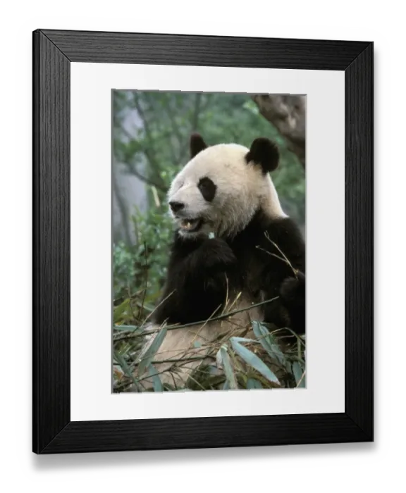 Framed Print : Asia, China, Chengdu. Giant Panda Sanctuary - Young Panda eating bamboo (ailuropoda Framed Print : Asia, China, Chengdu. Giant Panda Sanctuary - Young Panda eating bamboo (ailuropoda