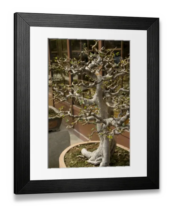 Framed Print : China, Hong Kong, New Territoris. Nan Lian Garden. Artistic Bonsai tree display Framed Print : China, Hong Kong, New Territoris. Nan Lian Garden. Artistic Bonsai tree display