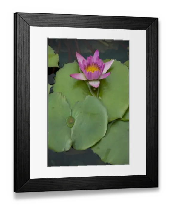 Framed Print : China, Hong Kong, New Territories. Chi Lin Nunnery, water garden lily pond Framed Print : China, Hong Kong, New Territories. Chi Lin Nunnery, water garden lily pond