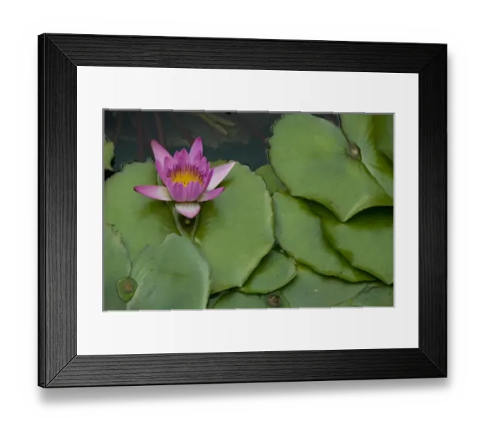 Framed Print : China, Hong Kong, New Territories. Chi Lin Nunnery, water garden lily pond Framed Print : China, Hong Kong, New Territories. Chi Lin Nunnery, water garden lily pond