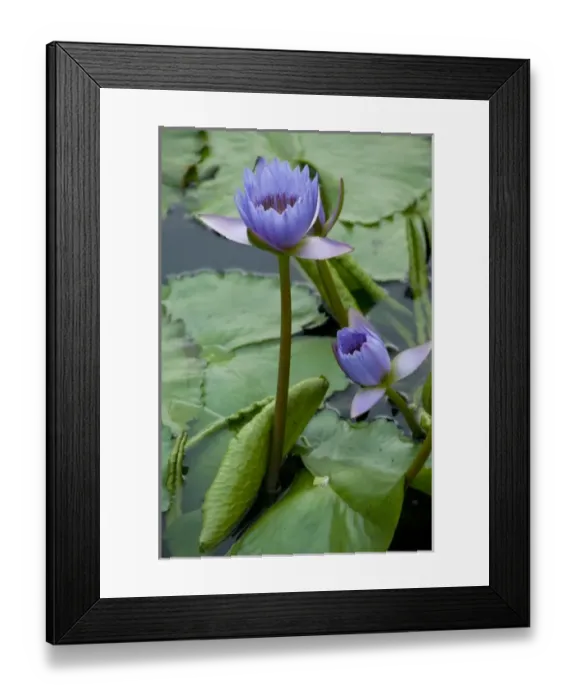 Framed Print : China, Hong Kong, New Territories. Chi Lin Nunnery, water garden lily pond Framed Print : China, Hong Kong, New Territories. Chi Lin Nunnery, water garden lily pond