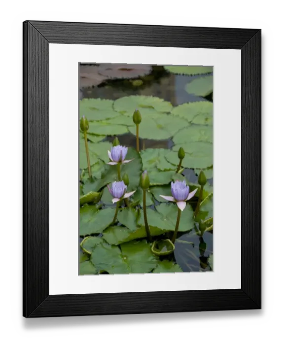 Framed Print : China, Hong Kong, New Territories. Chi Lin Nunnery, water garden lily pond Framed Print : China, Hong Kong, New Territories. Chi Lin Nunnery, water garden lily pond