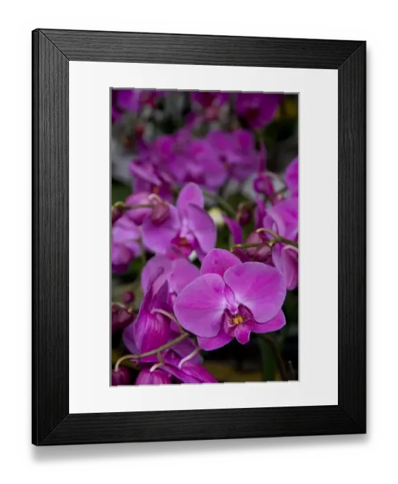 Framed Print : China, Hong Kong. Famous Prince Edward street Flower Market