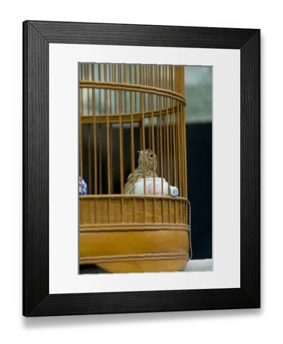 Framed Print : China, Hong Kong. Bird Garden & Market (aka Bird Street). Caged pet birds that are
