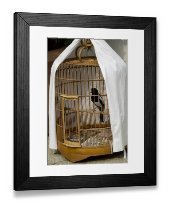 Framed Print : China, Hong Kong. Bird Garden & Market (aka Bird Street). Caged pet birds that are Framed Print : China, Hong Kong. Bird Garden & Market (aka Bird Street). Caged pet birds that are