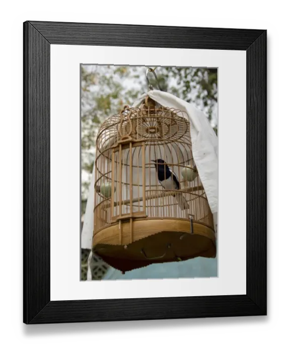 Framed Print : China, Hong Kong. Bird Garden & Market (aka Bird Street). Caged pet birds that are Framed Print : China, Hong Kong. Bird Garden & Market (aka Bird Street). Caged pet birds that are