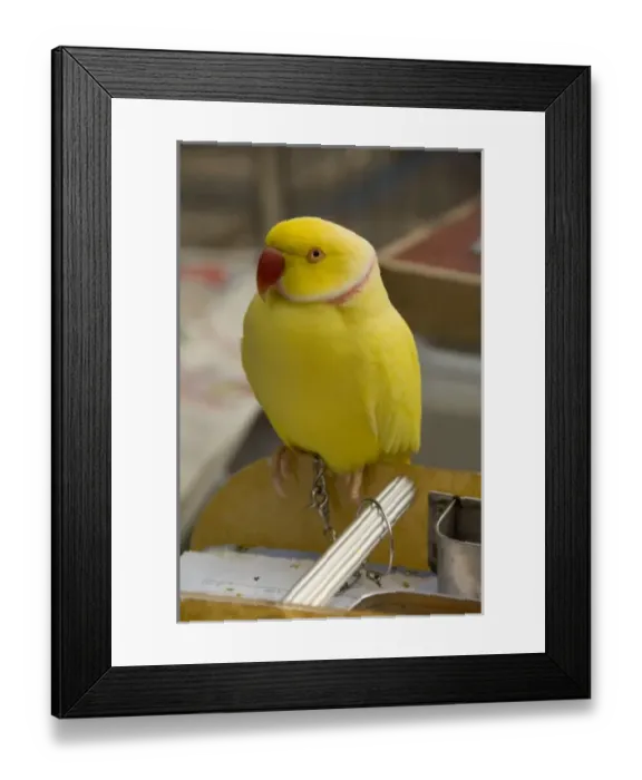 Framed Print : Asia, China Framed Print : Asia, China