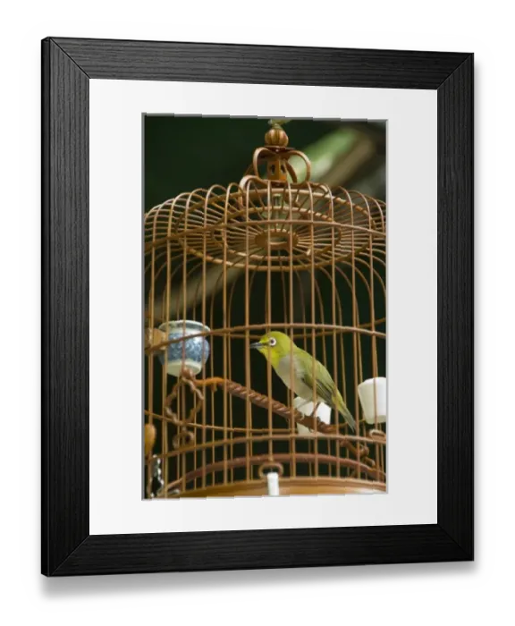 Framed Print : China, Hong Kong. Bird Garden & Market (aka Bird Street). Caged pet birds that are