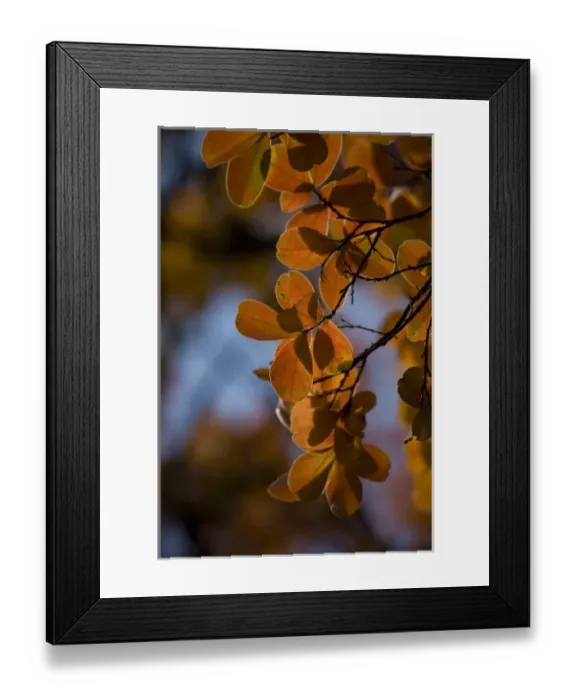 Framed Print : Autumn leaves, Lijiang. H
