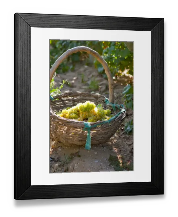 Framed Print : Harvesting Chardonnay grapes in Huailai Rongchen vineyard near Guanting Lake, Hebei Province Framed Print : Harvesting Chardonnay grapes in Huailai Rongchen vineyard near Guanting Lake, Hebei Province
