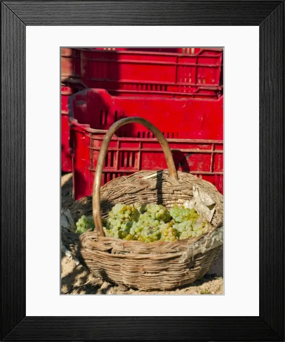 Framed Print : Harvesting Chardonnay grapes in Huailai Rongchen vineyard near Guanting Lake, Hebei Province