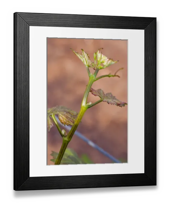 Framed Print : Close up of Cabernet Gernischt leaves in Junding vinyard, near Penglai, Shandong Province Framed Print : Close up of Cabernet Gernischt leaves in Junding vinyard, near Penglai, Shandong Province