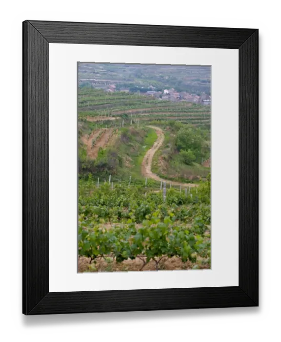 Framed Print : Junding winery, near Penglai, Shandong Province, China, Asia