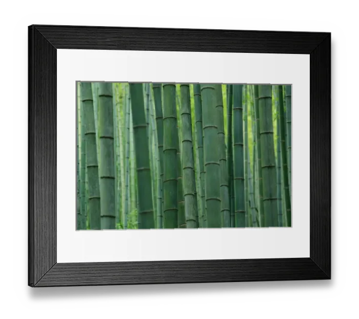 Framed Print : Bamboo forest, Hangzhou, Zhejiang Province, China Framed Print : Bamboo forest, Hangzhou, Zhejiang Province, China