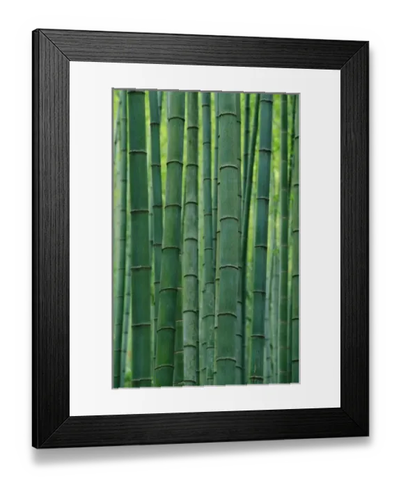 Framed Print : Bamboo forest, Hangzhou, Zhejiang Province, China Framed Print : Bamboo forest, Hangzhou, Zhejiang Province, China